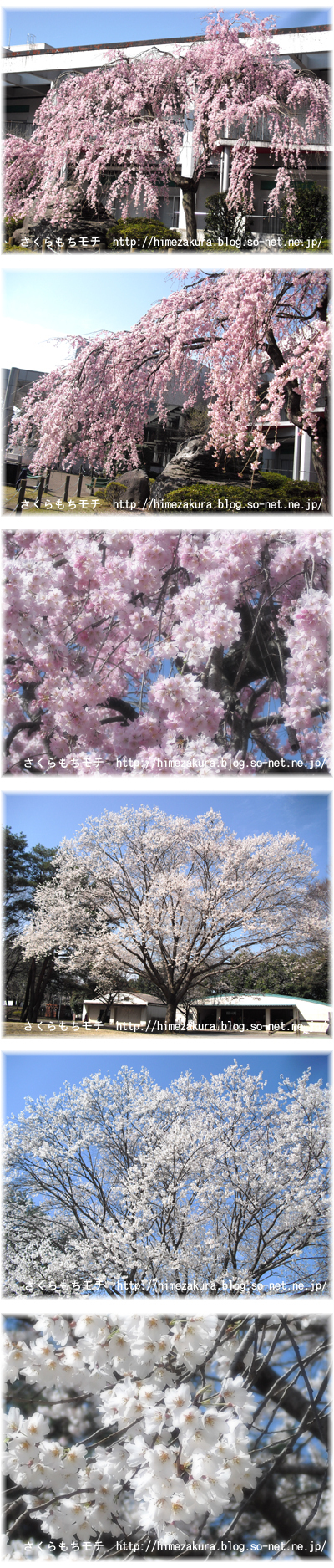 03sakura.jpg