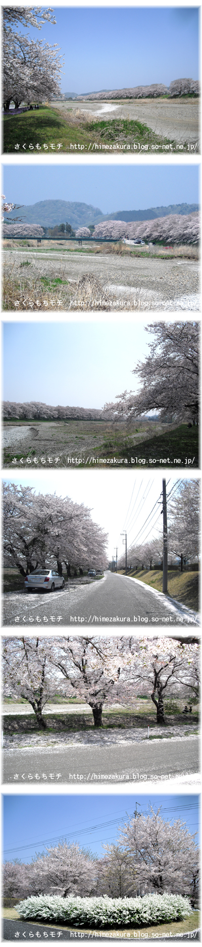 05sakura.jpg