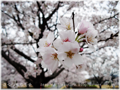 18sakura.jpg