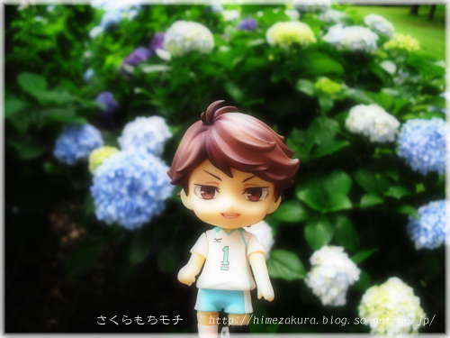 tw_oikawa_ajisai2.jpg