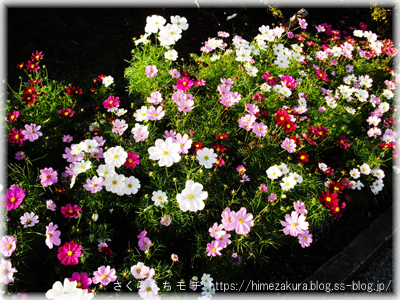 08cosmos.jpg