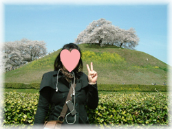 11sakura.jpg