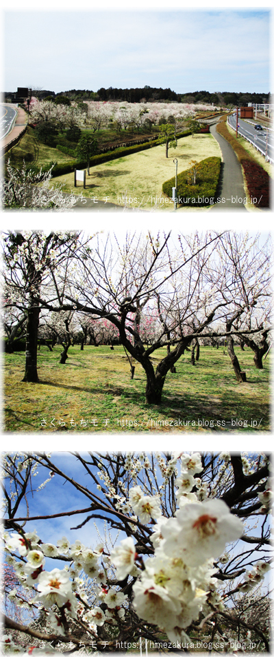 30ume01.jpg