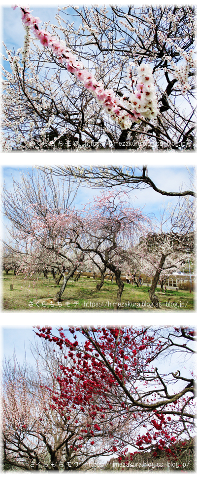 31ume02.jpg