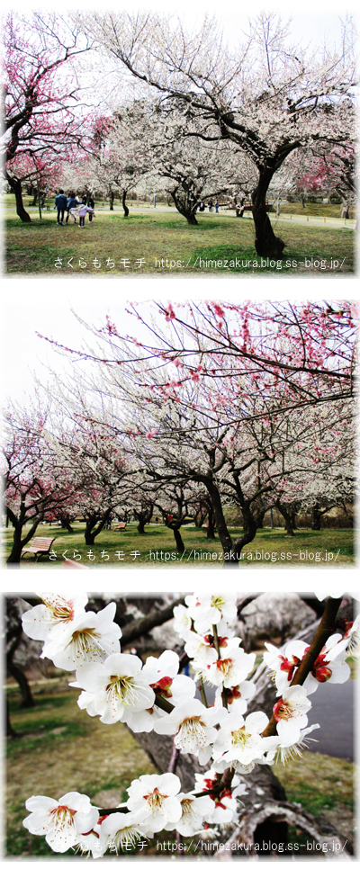 32ume03.jpg