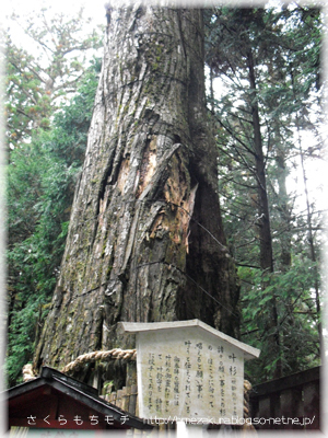 35sugi.jpg